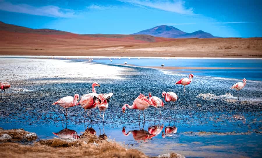 From La Paz: 4-Day Trip to San Pedro de Atacama w/Salt Flats - Flamingo lagoons and the red desert