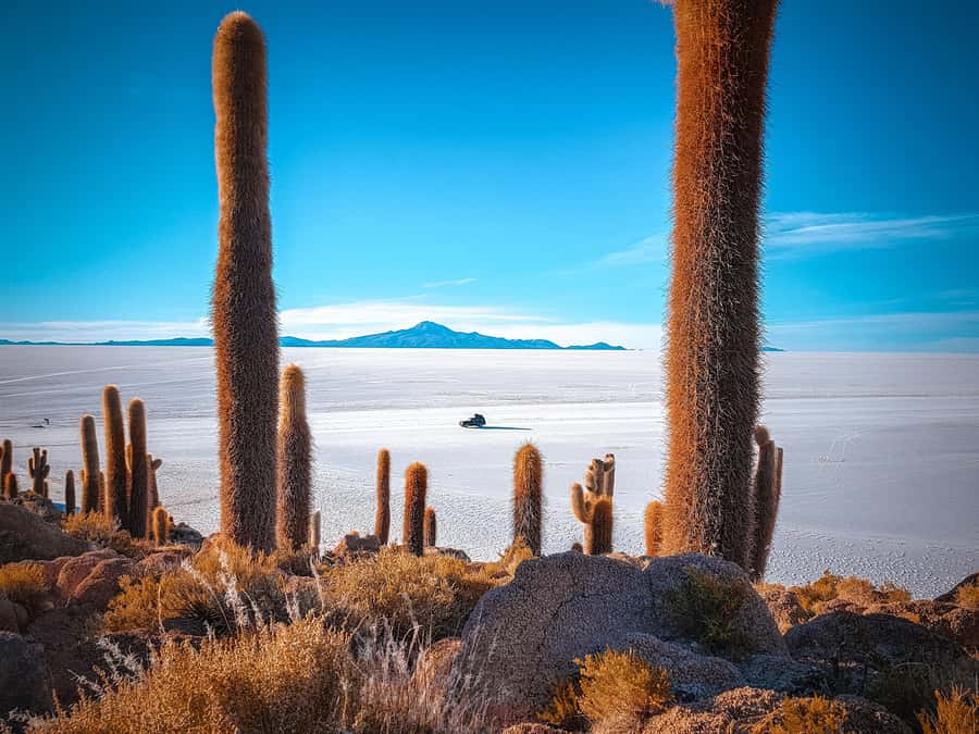 From Uyuni: Full-Day Guided Trip to Salar de Uyuni - Colchani, salt-making, and local crafts