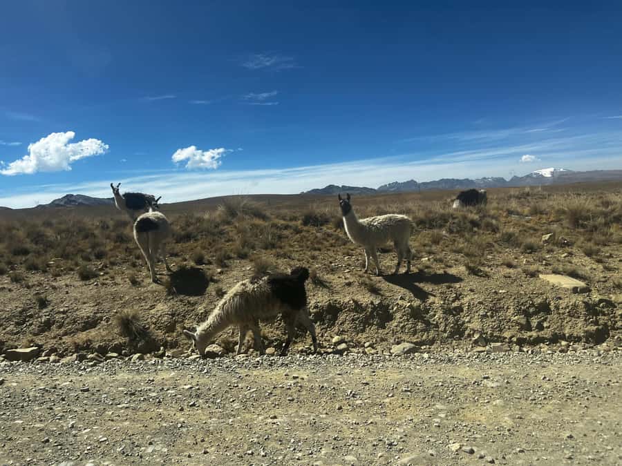 La Paz: Charquini Mountain Guided Hike - What the $39 price really covers
