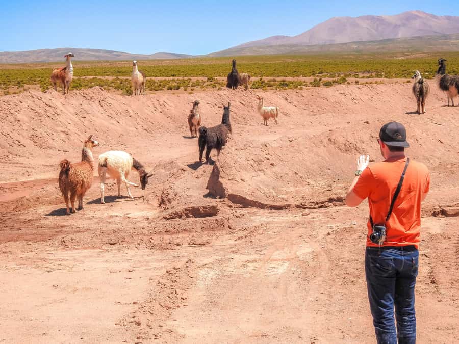 La Paz: Uyuni Salt Flats & Isla Incahuasi 5-Day Bus Tour - The 4WD ride, group size, and guide service