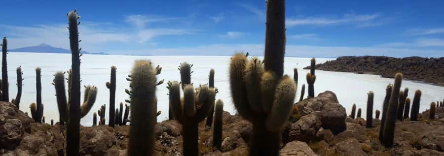 Roundtrip to the Uyuni Salt Flat and the Colored Lagoons - Incahuasi Island and the great white expanse