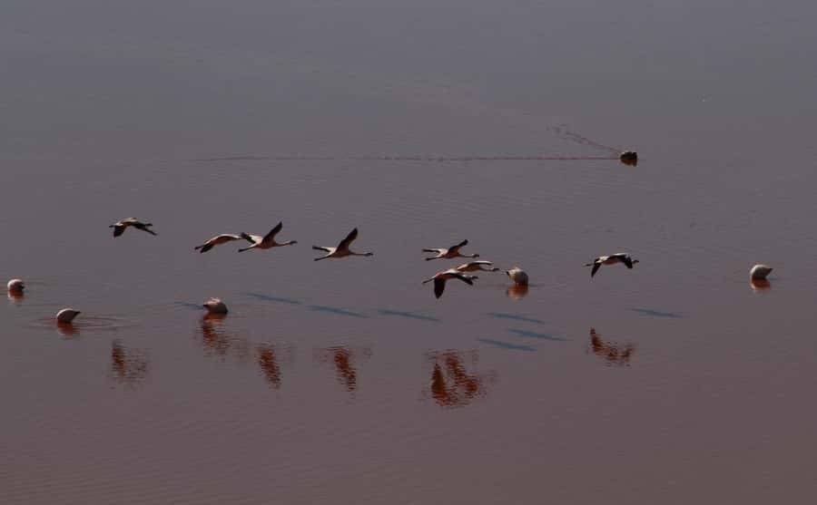 Roundtrip to the Uyuni Salt Flat and the Colored Lagoons - Laguna Blanca, Polques, and the first night at Villamar
