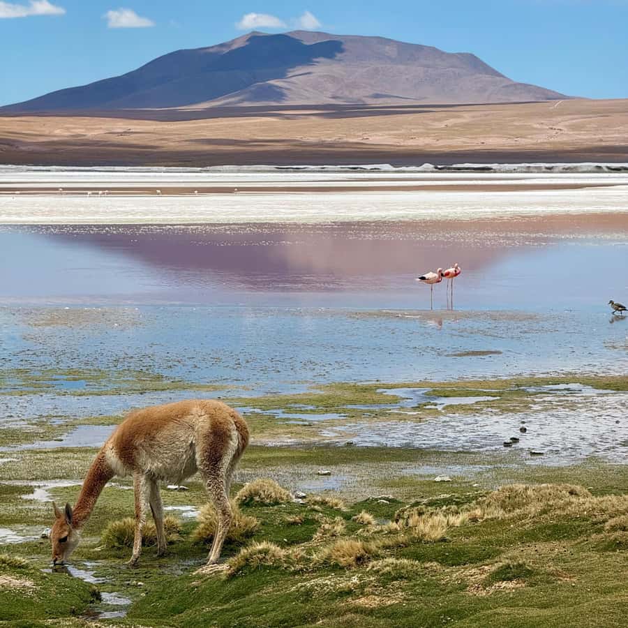 San Pedro de Atacama: 3 D. Tour Uyuni and Back to San Pedro - Who should book this three-day crossing?