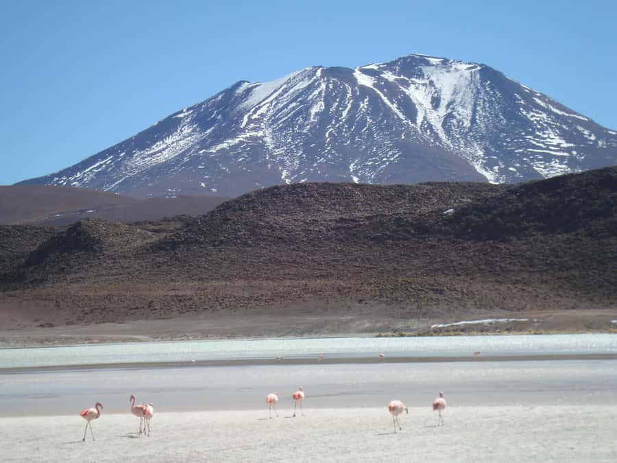 San Pedro de Atacama: 3 D. Tour Uyuni and Back to San Pedro - Day one: lagoons, volcanoes, and the Siloli Desert