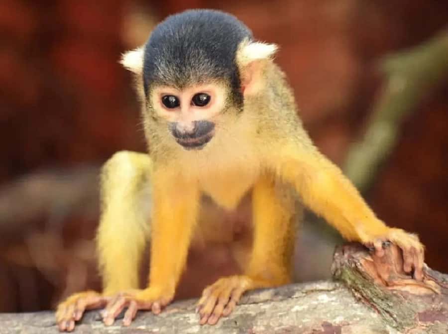 Santa Cruz: Wildlife Sanctuary and Preservation Park Tour - Key points at a glance