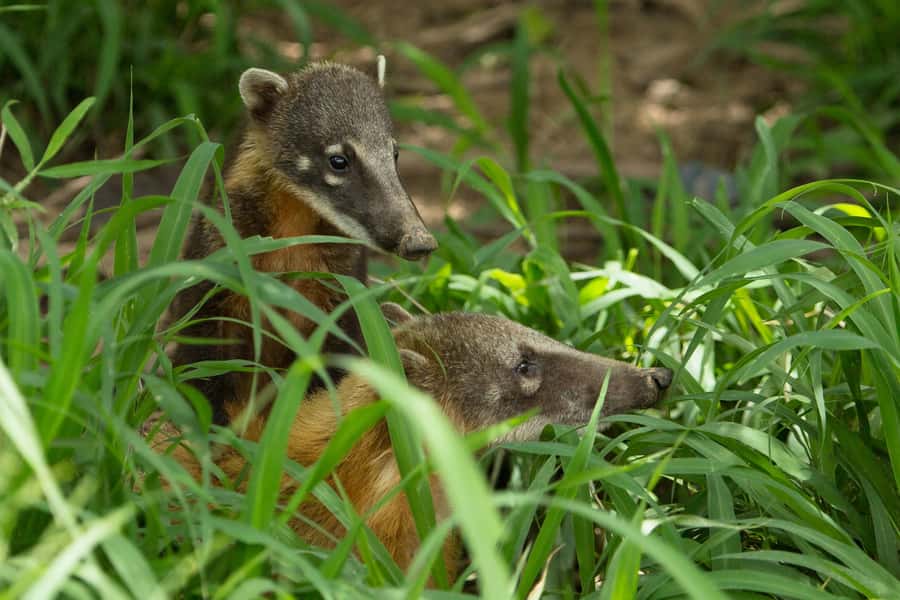 Santa Cruz: Wildlife Sanctuary and Preservation Park Tour - Should you book the AFASI Foundation tour?