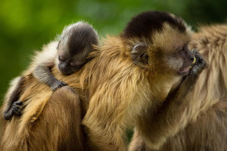 Santa Cruz: Wildlife Sanctuary and Preservation Park Tour - Meeting the animals at AFASI