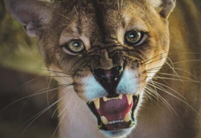 Wildlife Sanctuary and Preservation Park Tour