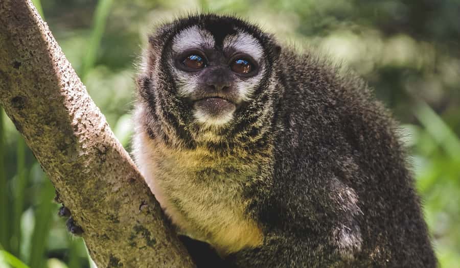 Santa Cruz: Wildlife Sanctuary and Preservation Park Tour - The second walk through swamps and forest