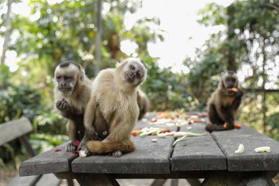 Santa Cruz: Wildlife Sanctuary and Preservation Park Tour - What the $85 price really covers