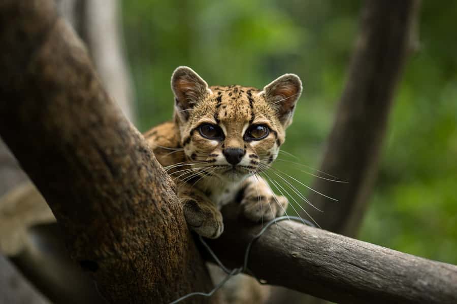 Santa Cruz: Wildlife Sanctuary and Preservation Park Tour - Language, timing, and what to bring