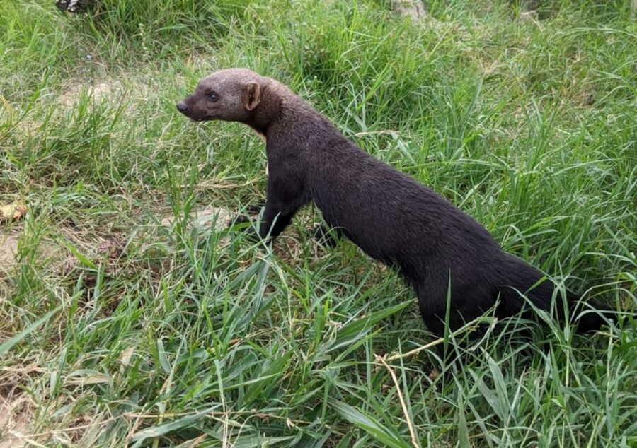 Santa Cruz: Wildlife Sanctuary and Preservation Park Tour - Who should book this outing