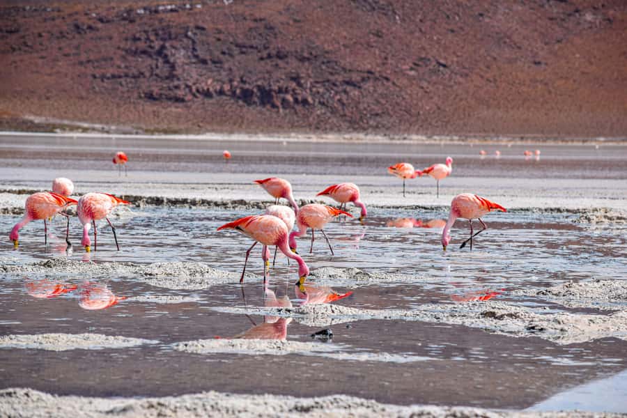 Uyuni: 3-Day Salt Flats Tour ending in San Pedro de Atacama - Key points to know before booking