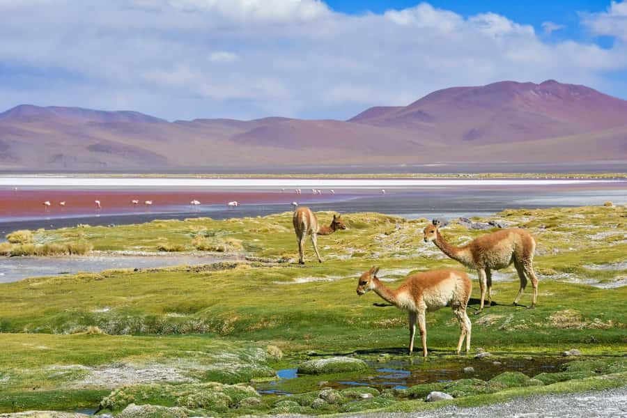Uyuni: 3 day-tour, salt flats & surrealistic deserts - What to pack for the altitude and cold