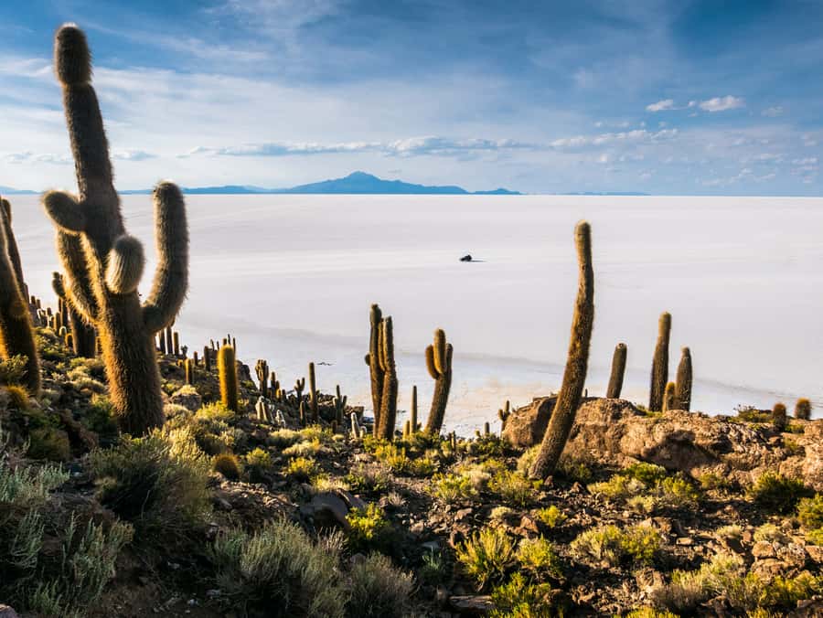 Uyuni: 3 day-tour, salt flats & surrealistic deserts - Incahuasi Island and giant cacti in an empty sea
